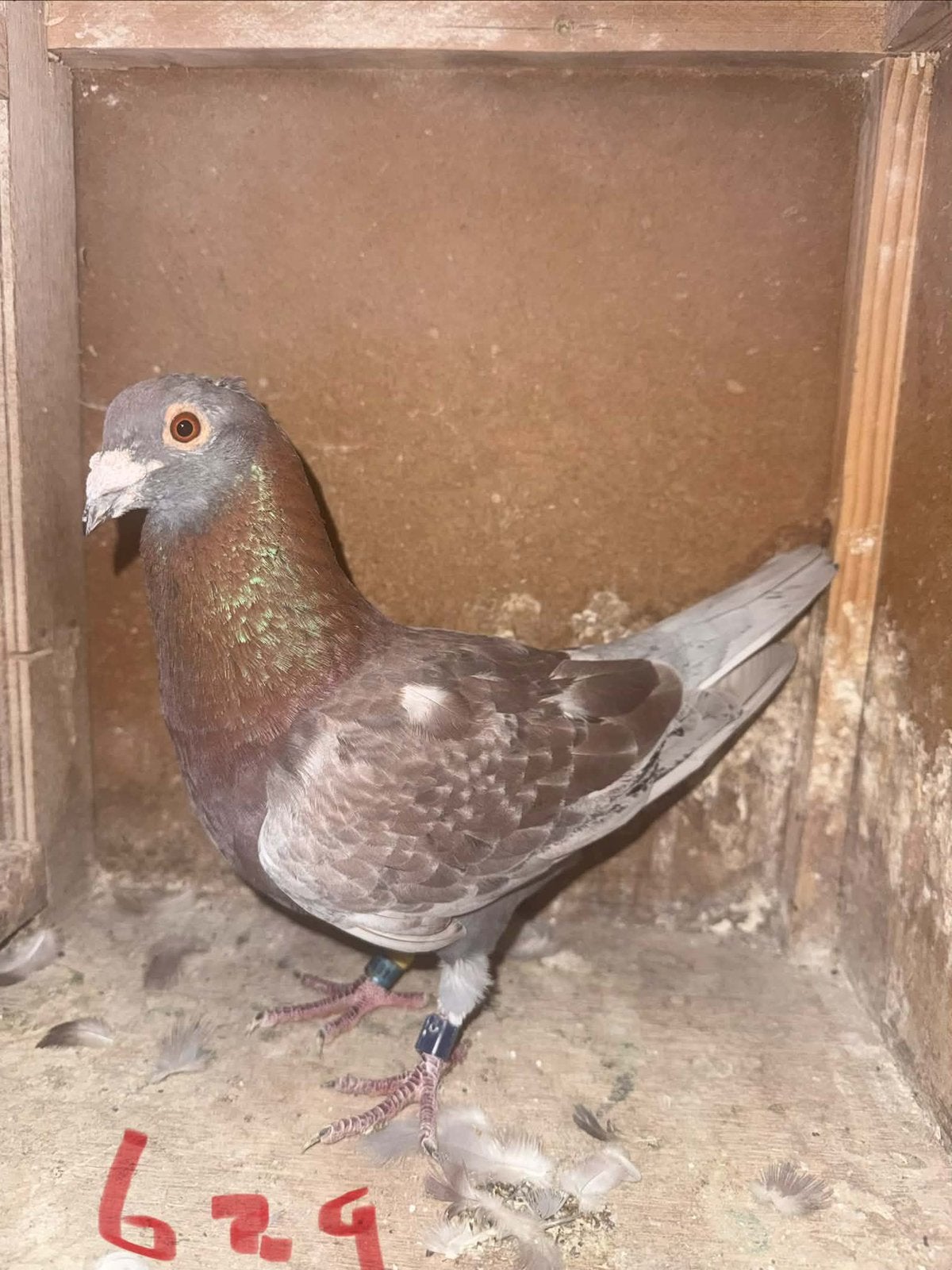 Doffer Rodekras  629, Meerdere dieren, Postduif