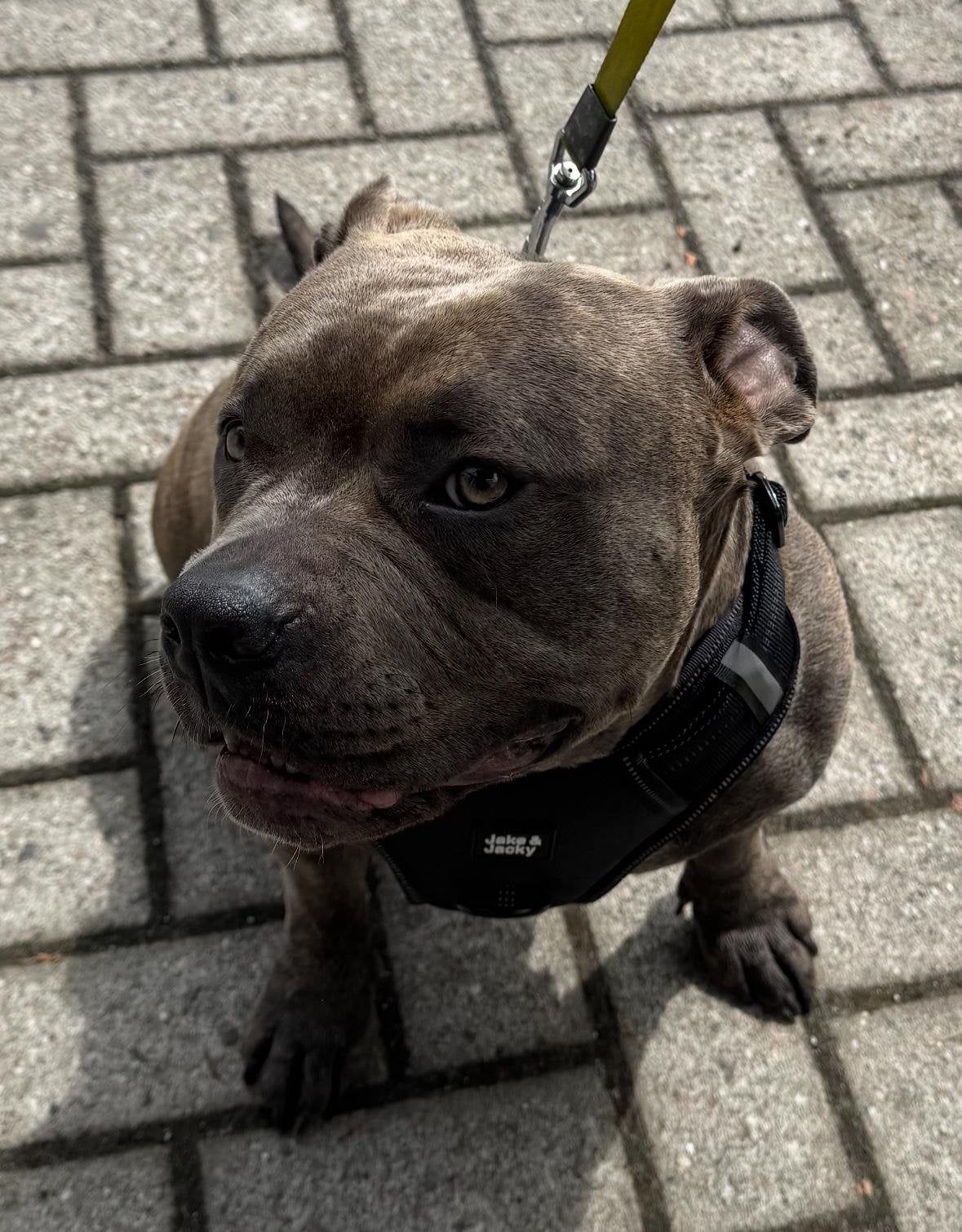 Nieuw huisje gezocht American Pocket Bully teef marble, 1 tot 2 jaar, Teef, Parvo, Bulldog
