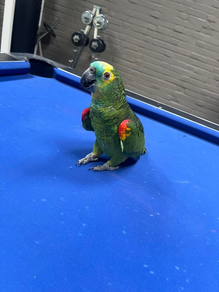 mooie grote amazone papegaai, Dieren en Toebehoren, Vogels | Parkieten en Papegaaien, Mannelijk, Papegaai, Geringd