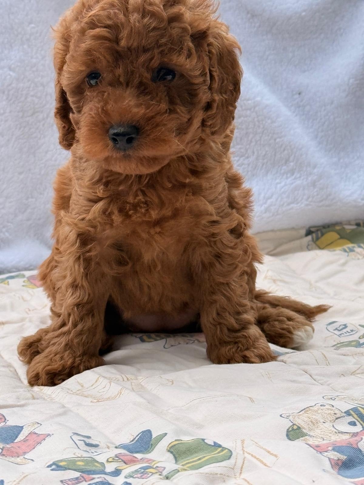 Toy poedel, Dieren en Toebehoren, Poedel, Teef, Eén hond, Nederland