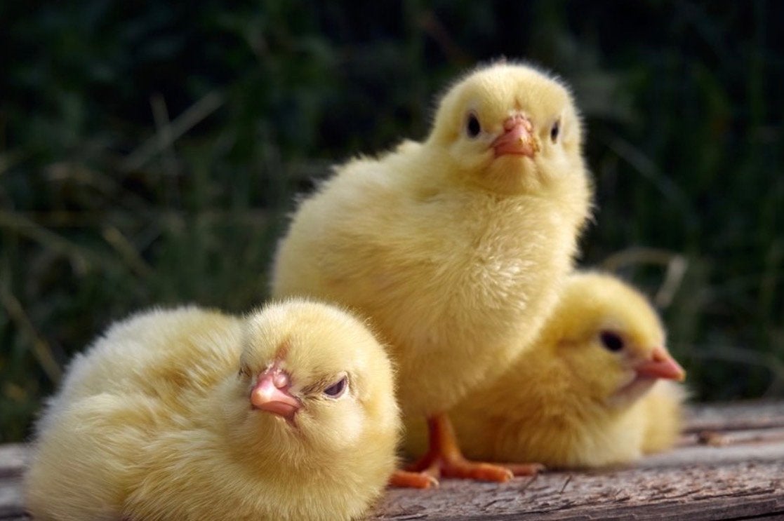 Met spoed gezocht !!! Jonge Kuikentjes voor mijn kip, Dieren en Toebehoren, Pluimvee, Meerdere dieren, Kip