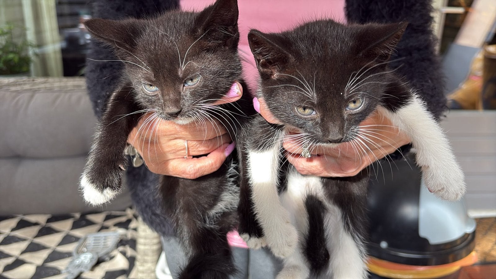 Kittens