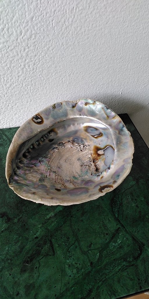 Grote Abalone Schelp | Mooie parelmoerglans | Decoratie, Ophalen of Verzenden, Schelp(en)