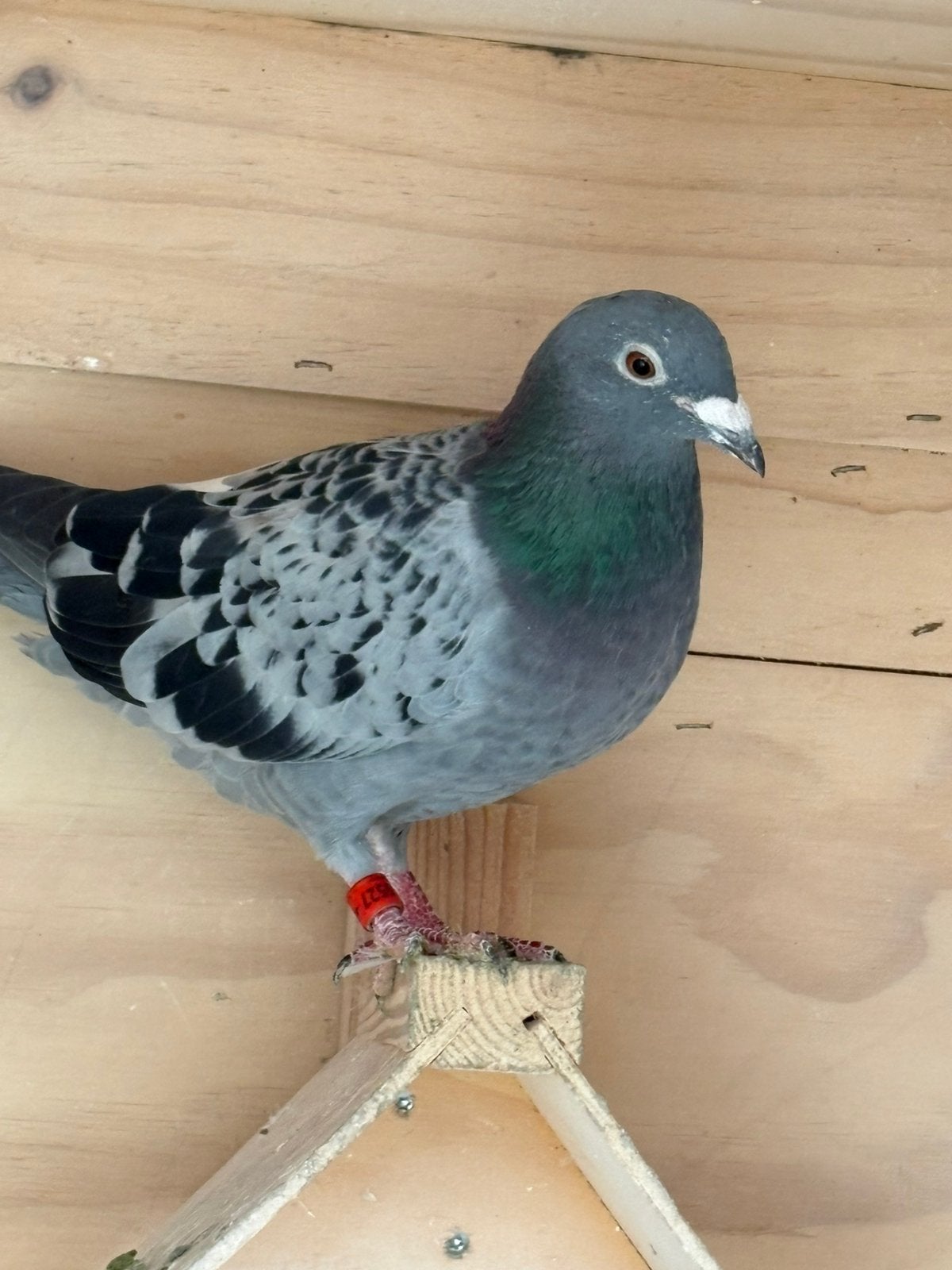 Prachtige Duivin, Dieren en Toebehoren, Vogels | Duiven, Vrouwelijk, Postduif