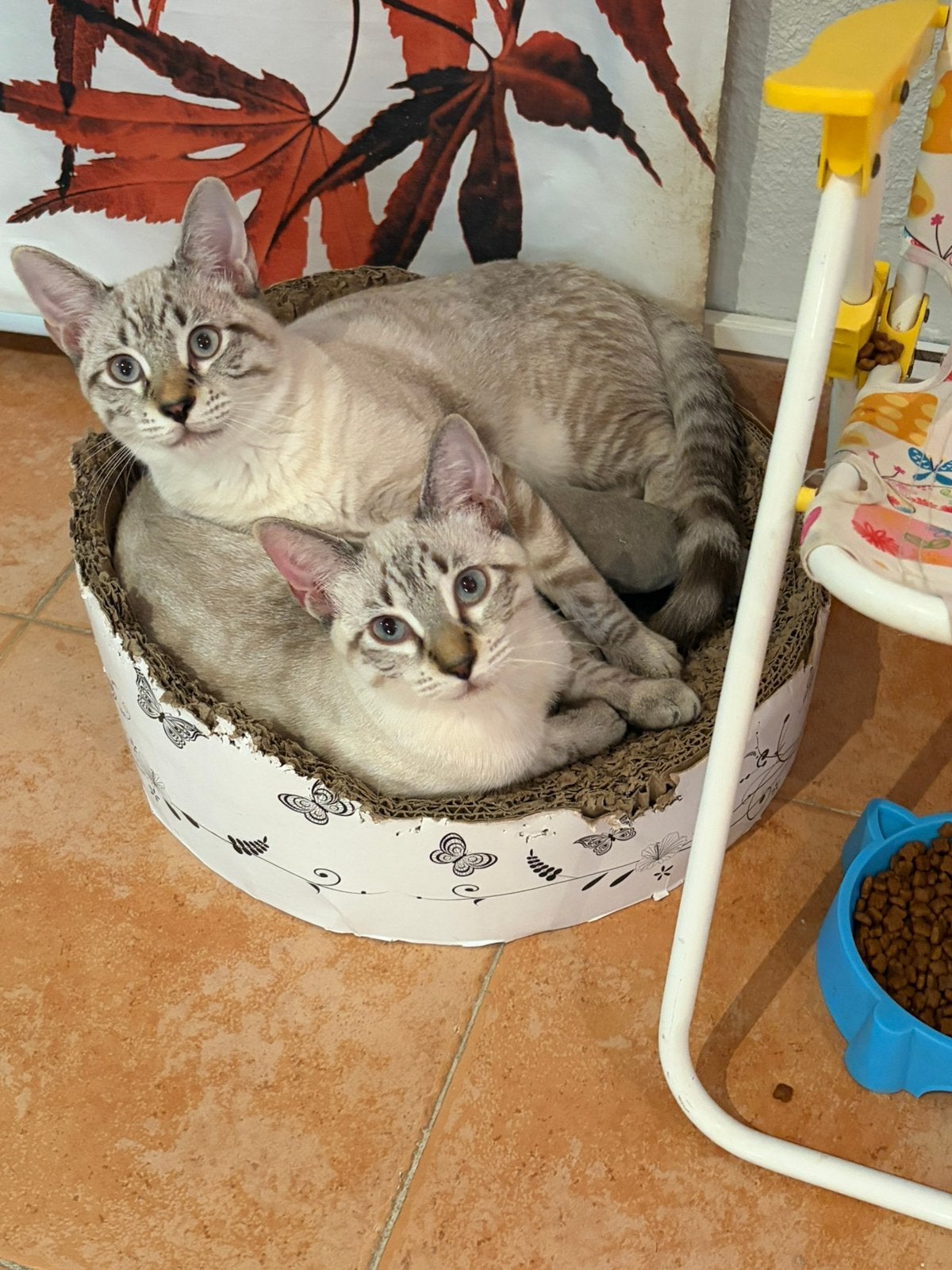 Twee geredde broertjes zoeken hun huisje voor altijd!, Kater, Kortharig, 0 tot 2 jaar