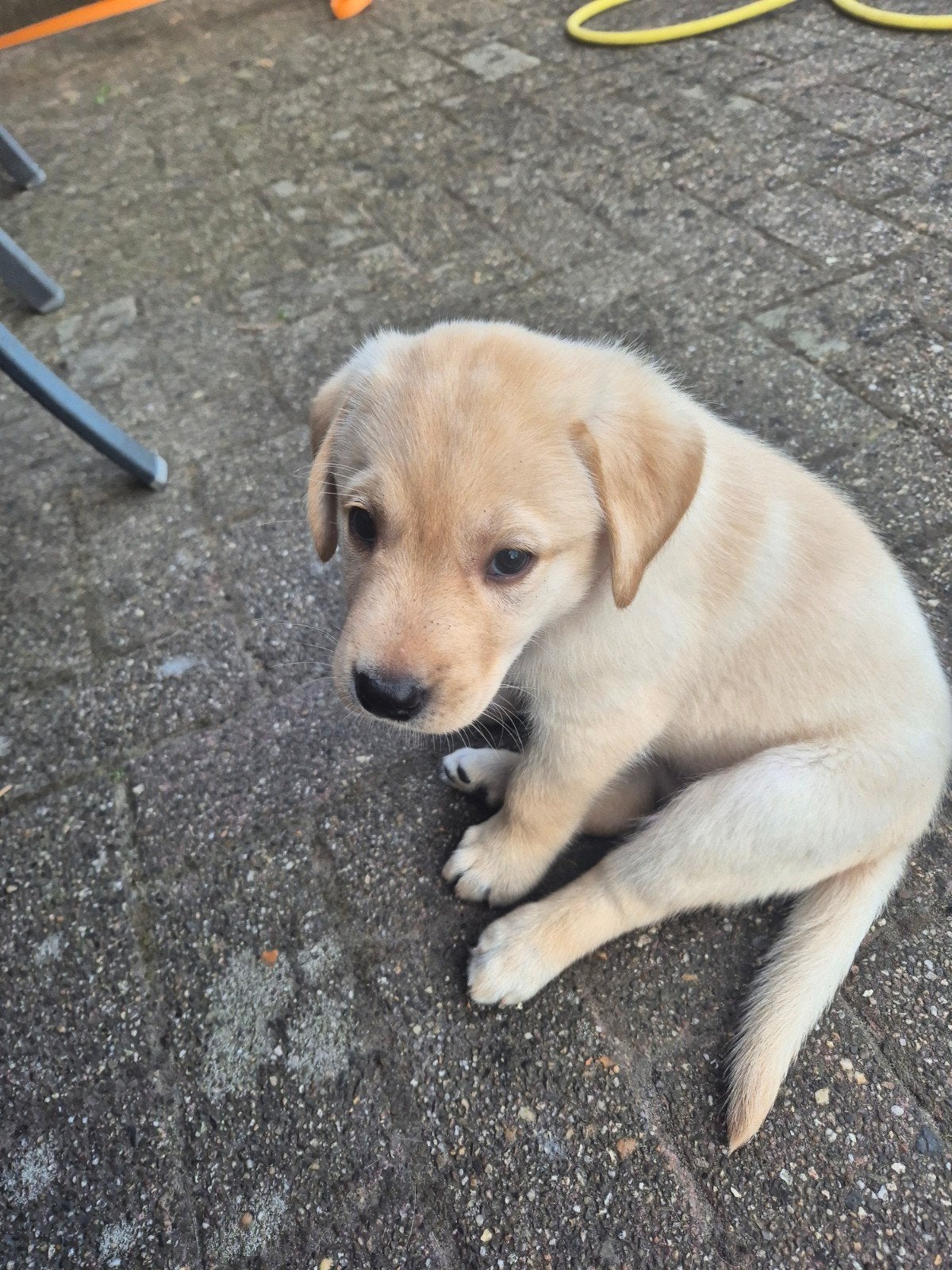 Labrador teefje, 8 tot 15 weken, Labrador retriever, Parvo, Meerdere