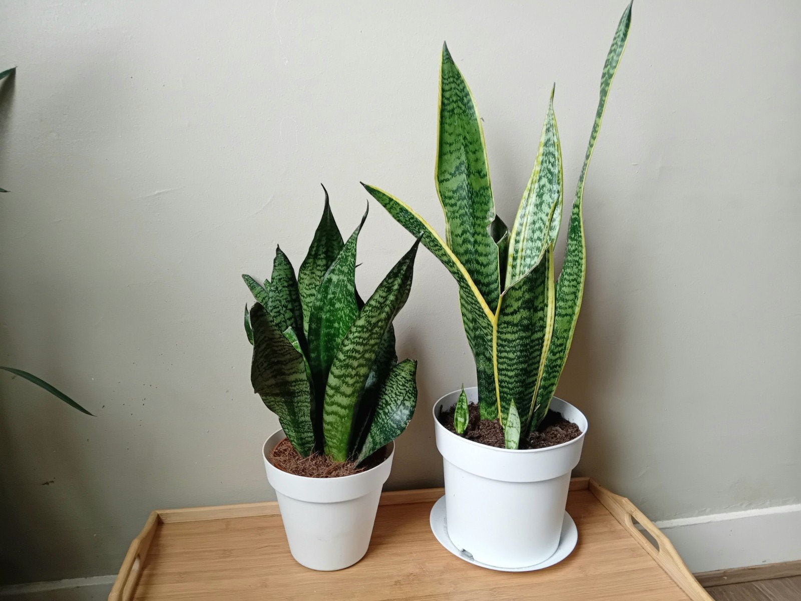 2 kamerplanten 40-60cm   Weinig licht en water nodig, Ophalen, Overige soorten, Halfschaduw, In pot