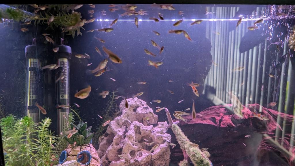 Baby guppen, Dieren en Toebehoren, Vissen | Aquariumvissen, Vis