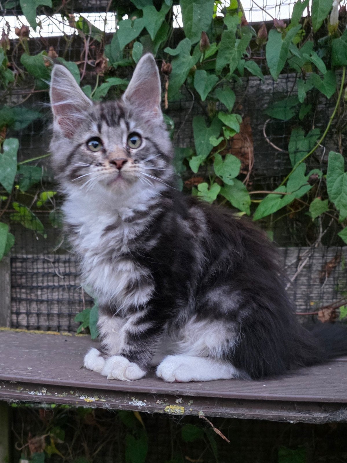 prachtige maine coon kittens met stamboom te koop, Dieren en Toebehoren, Katten en Kittens | Raskatten | Langhaar, Meerdere dieren