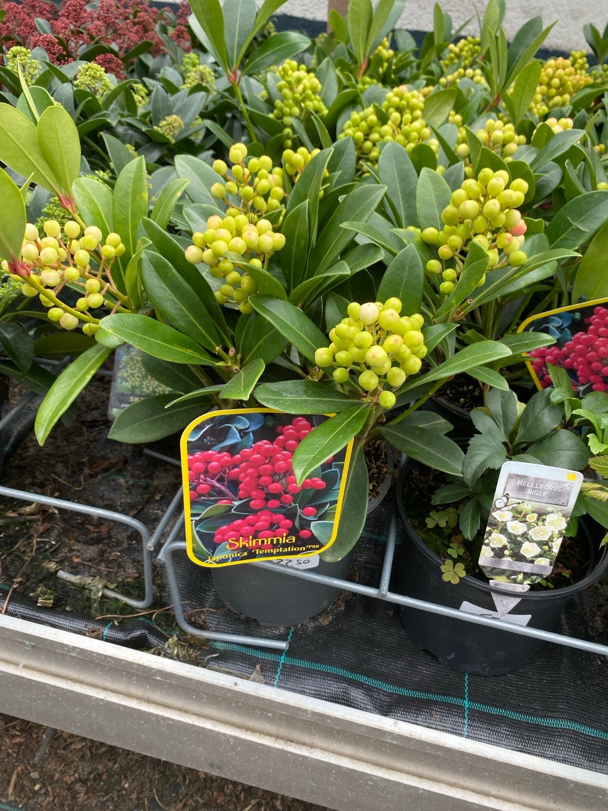 Skimmia Temptation - Wintergroene sierheester met bessen, Vaste plant, Halfschaduw, Lente, Ophalen