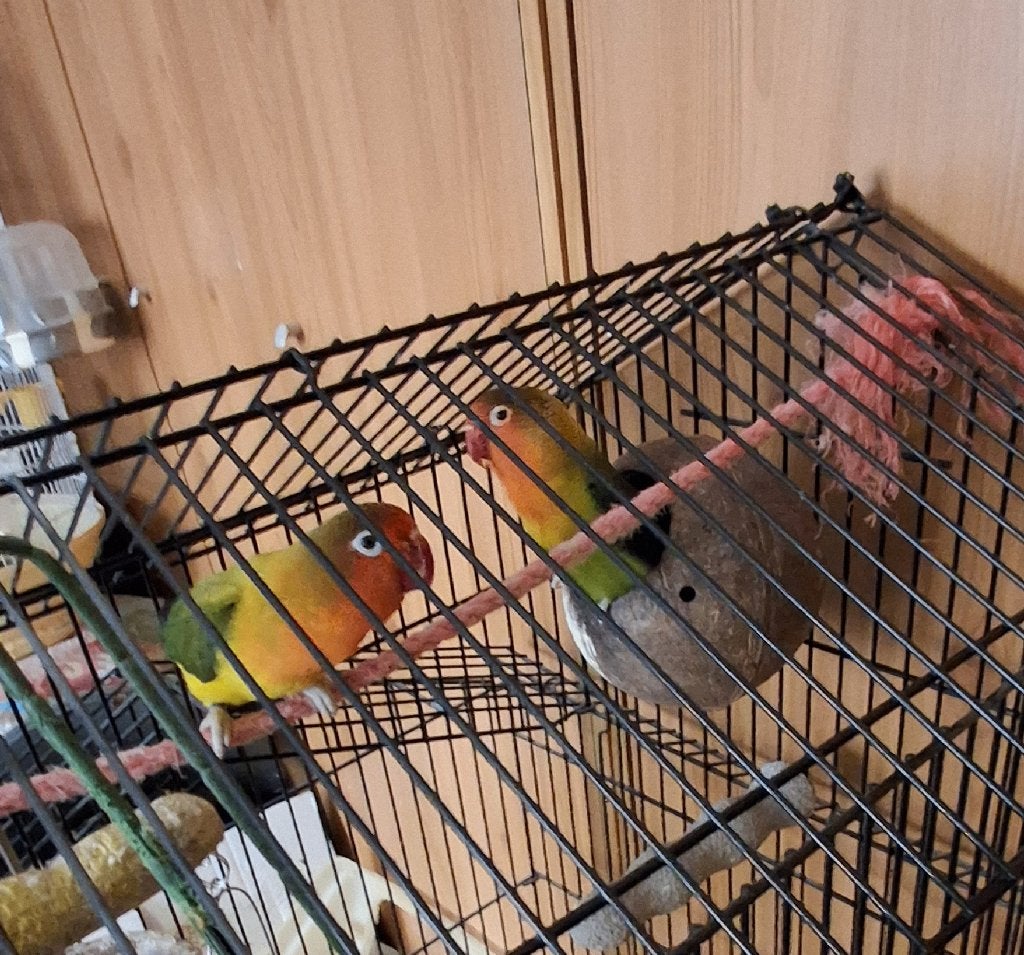Agapornis koppel, Dieren en Toebehoren, Geslacht onbekend, Dwergpapegaai of Agapornis, Tam