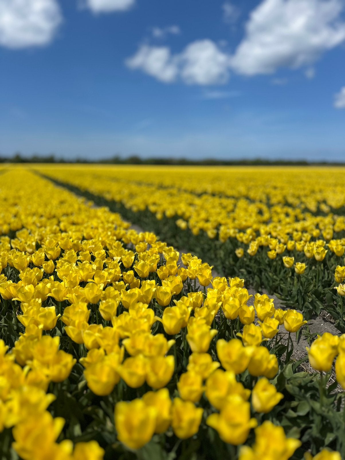 Op zoek naar een huurwoning, Huizen en Kamers