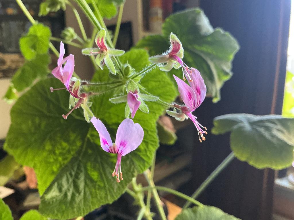 Vlinderbloem geranium, Volle zon, Vaste plant, Lente, Ophalen