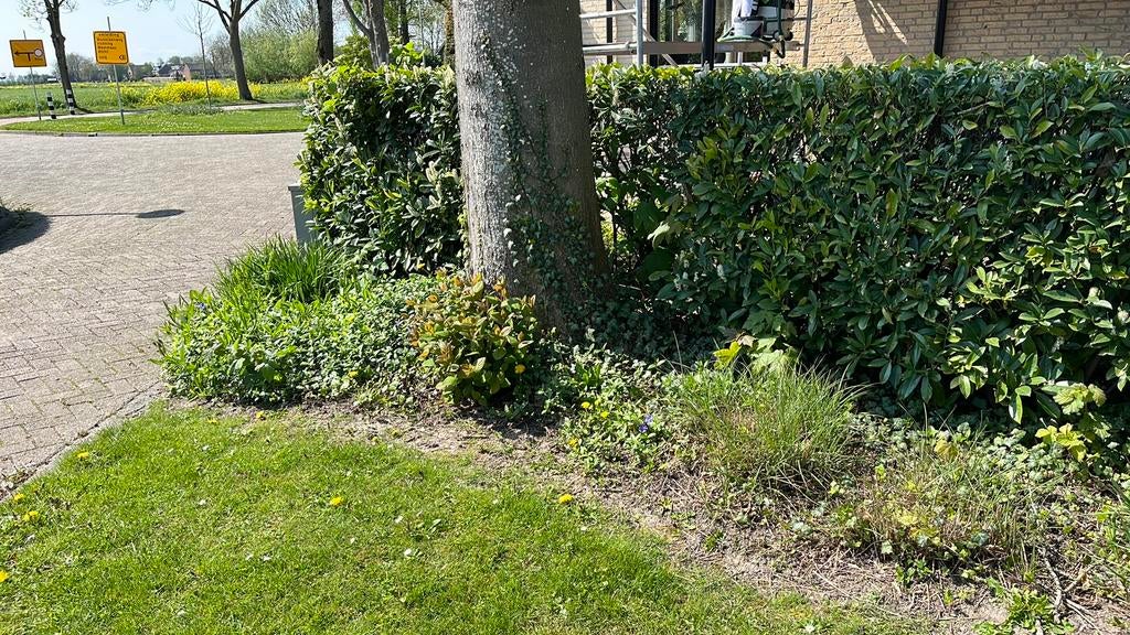 Siergrassen gratis ophalen, Tuin en Terras, Ophalen, Halfschaduw, Overige soorten, Minder dan 100 cm