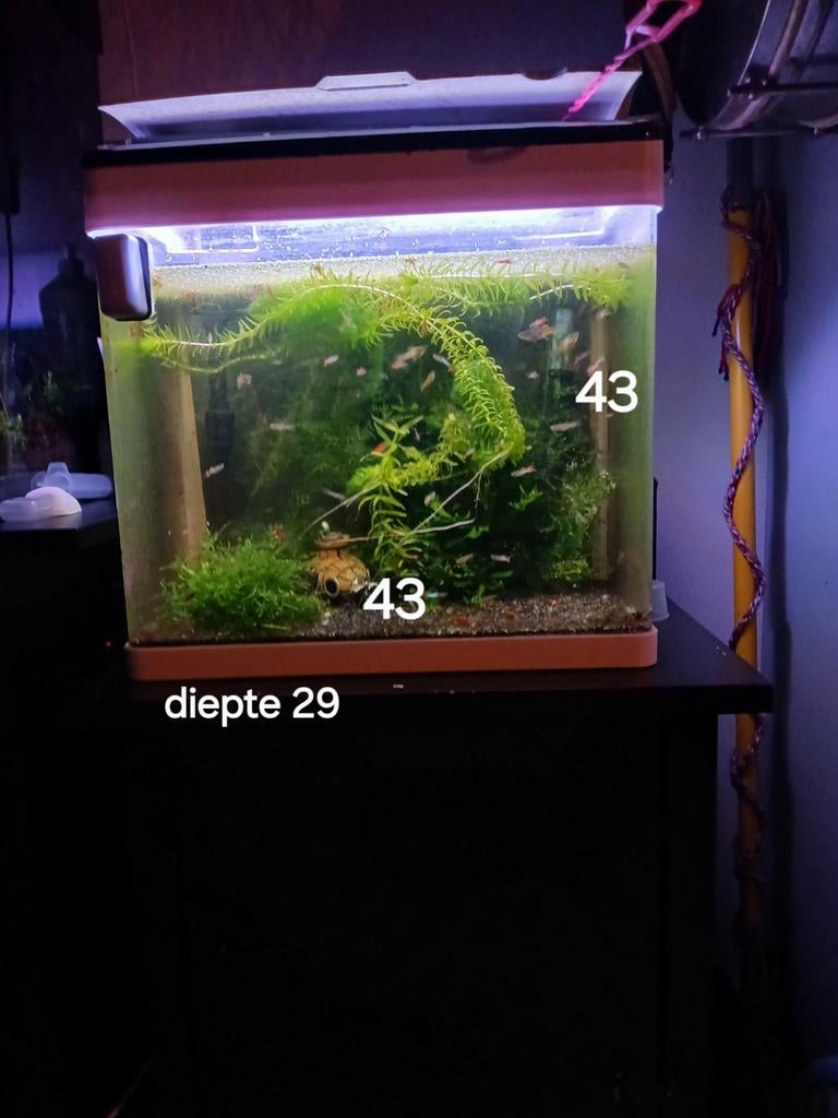 Te koop, Vis