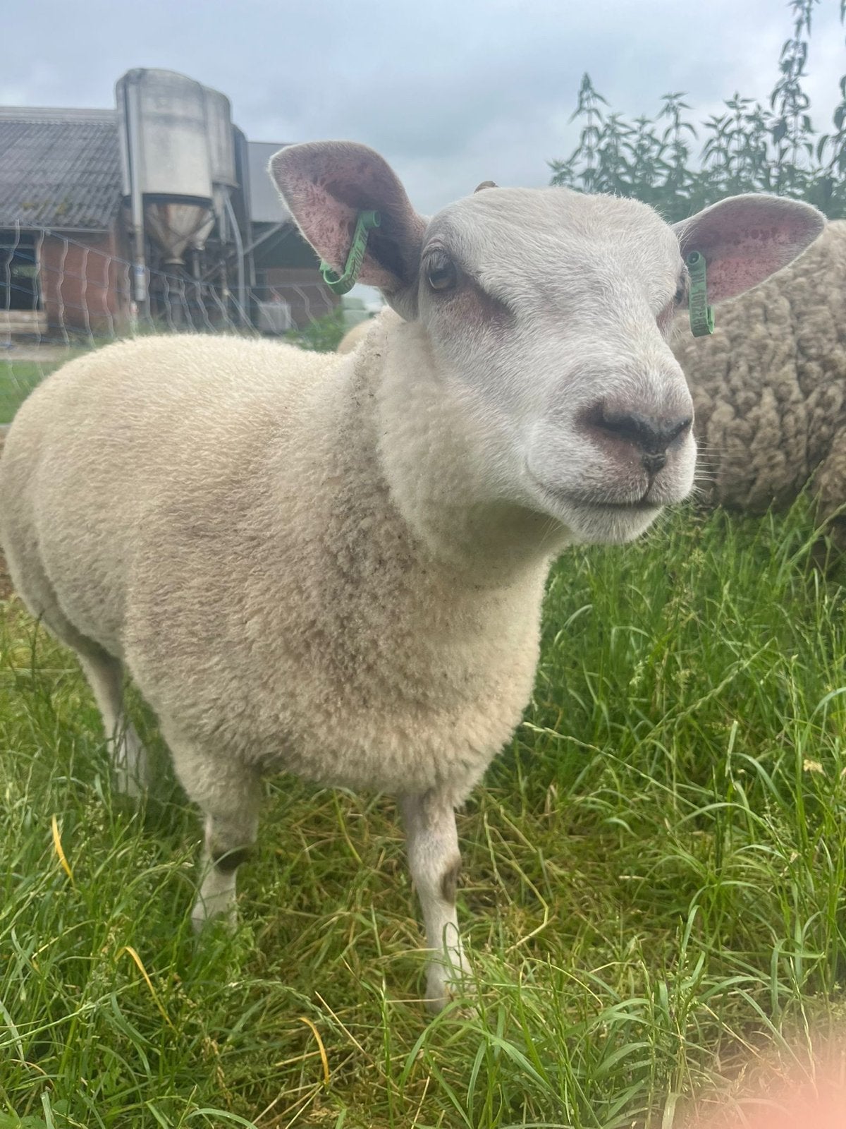 Ram lammetje, Dieren en Toebehoren, Schapen, Geiten en Varkens, Mannelijk, Schaap