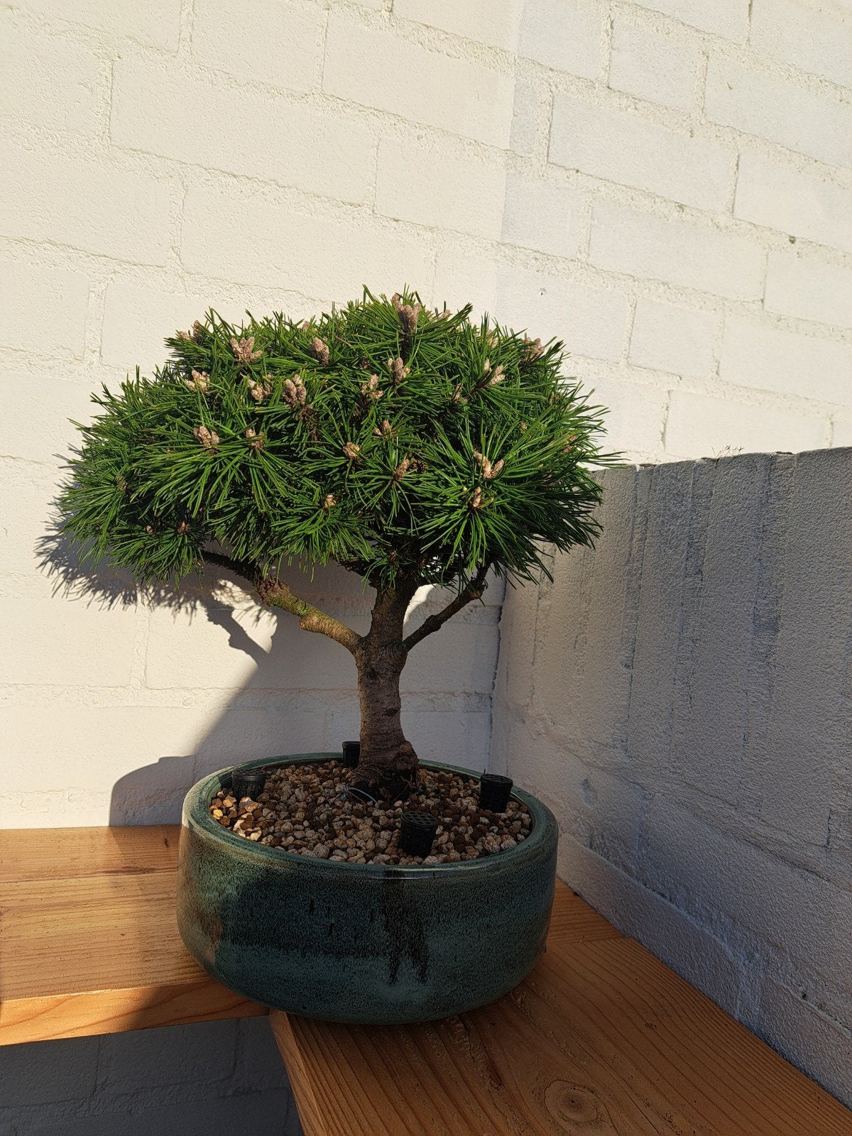 Pinus mugo bonsai, Tuin en Terras, Planten | Bomen, Overige soorten, Minder dan 100 cm, Volle zon, Bloeit niet, Ophalen