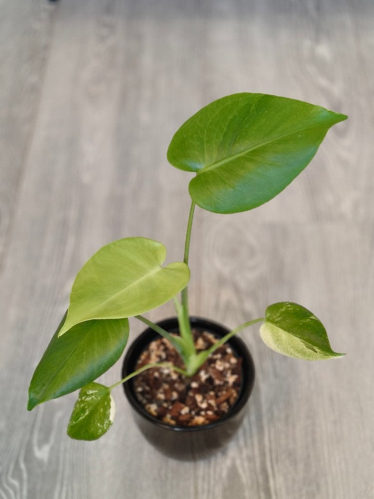 Monstera GOG LF, Ophalen of Verzenden, Halfschaduw, Minder dan 100 cm
