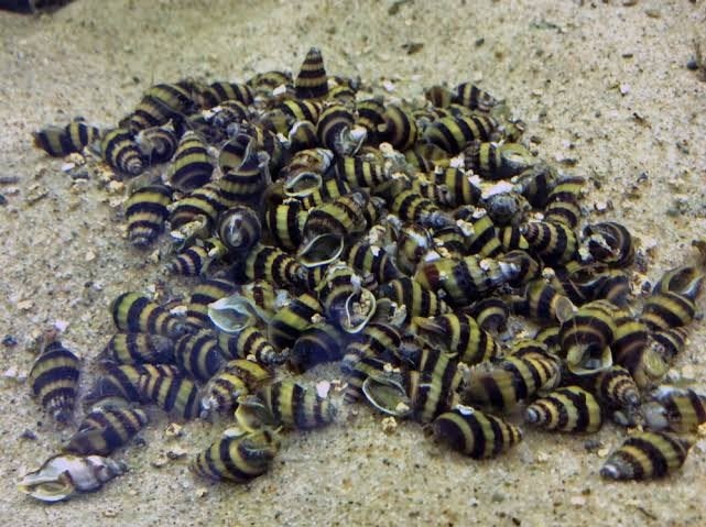 last van een slakkenplaag?, Dieren en Toebehoren, Vissen | Aquariumvissen, Slak of Weekdier, Zoetwatervis