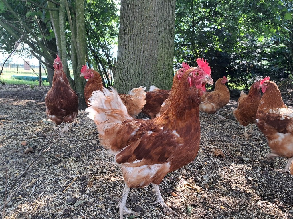 Mooie, bruine kippen Barnevelders, Dieren en Toebehoren, Pluimvee, Vrouwelijk, Kip