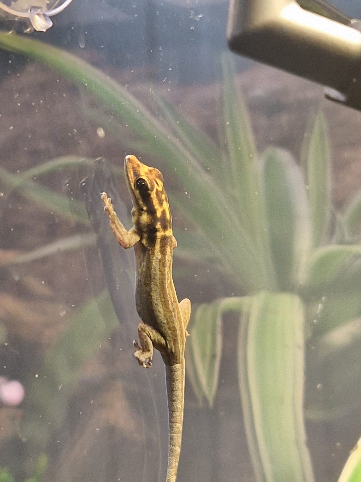 !!GEZOCHT!! Lygodactylus Kimhowelli 0.1 (Vrouwtje), Hagedis, 0 tot 2 jaar