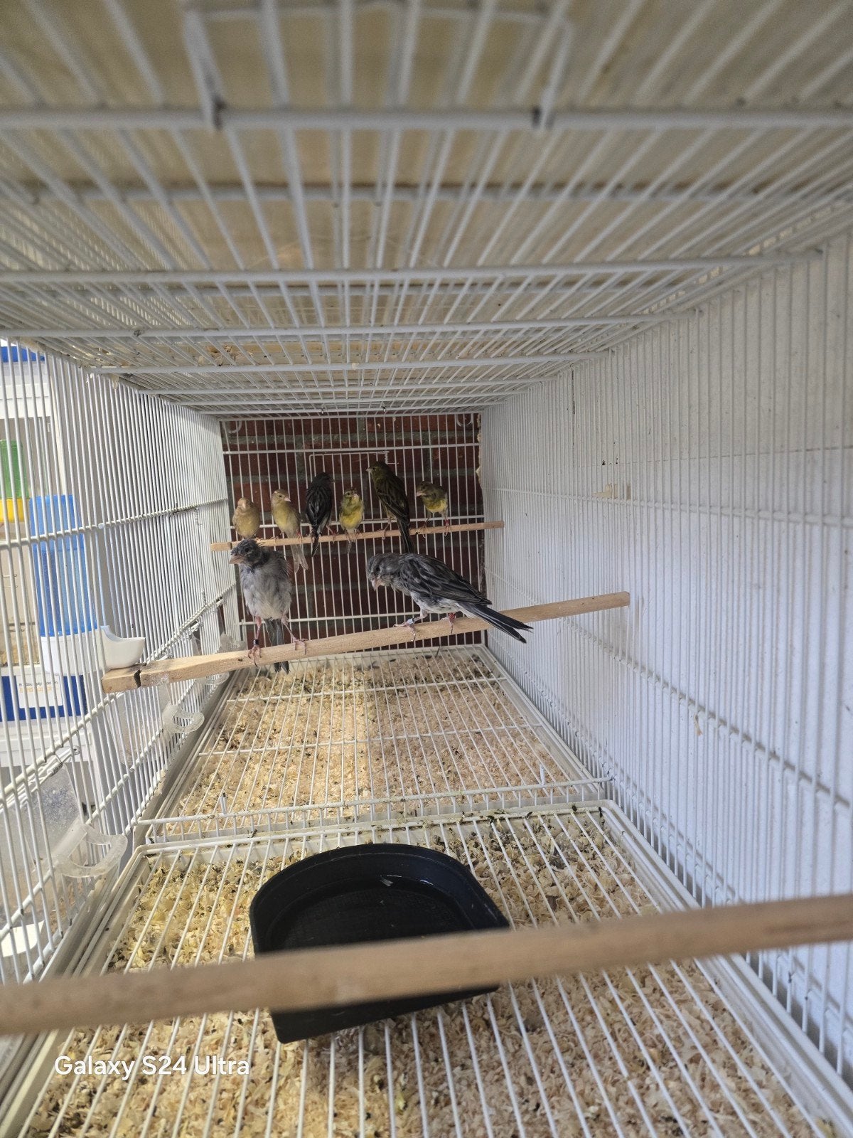 kanaries, Meerdere dieren, Kleurkanarie