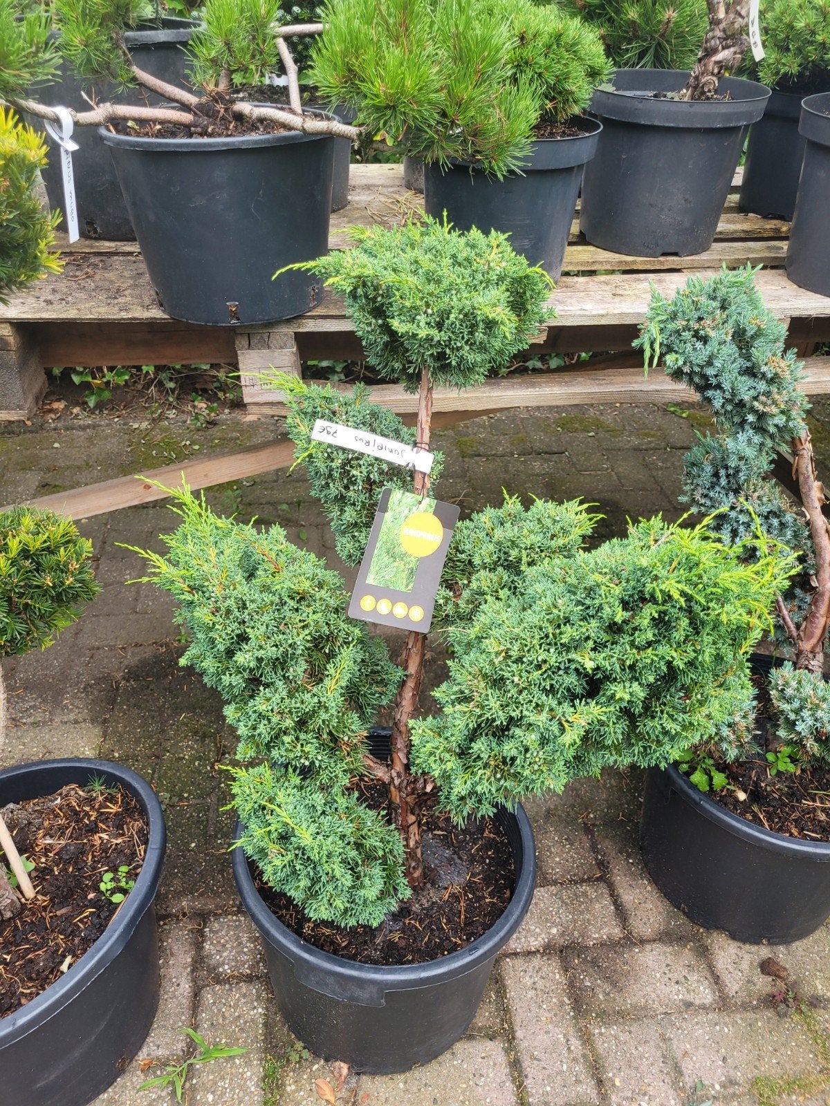 Juniperus Chinensis 'Blue Alps' - Blauwe Jeneverbes, Ophalen, Conifeer, Struik, 100 tot 250 cm