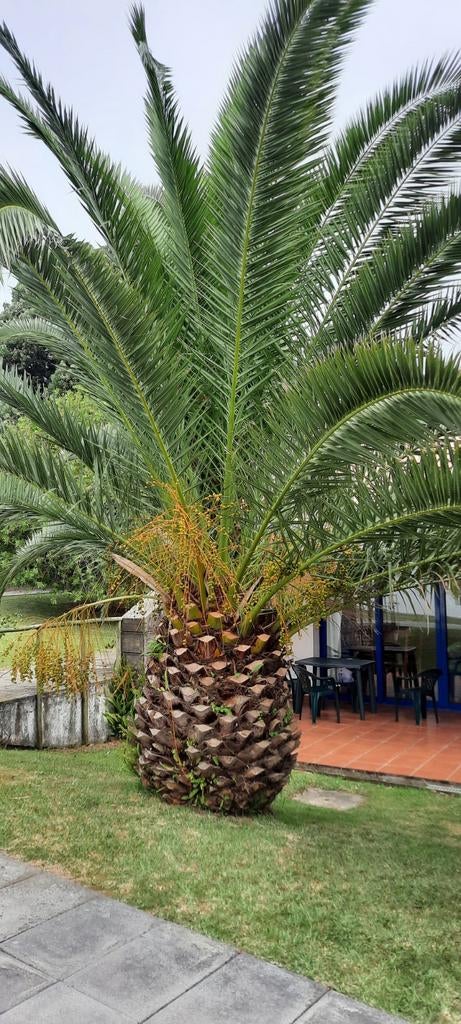 Makkelijk Kiemende Palmboom Zaden, Tuin en Terras, Bloembollen en Zaden, Ophalen, Gehele jaar, Volle zon, Zaad