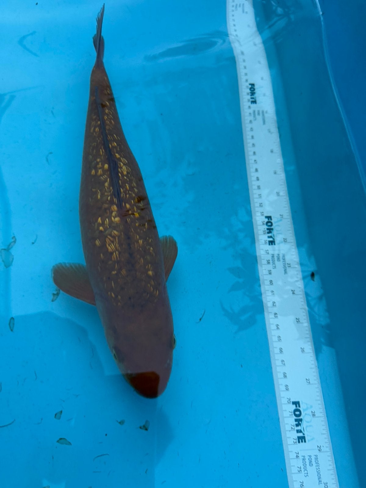 Ginrin Gold Chagoi koi, Karper of Koi