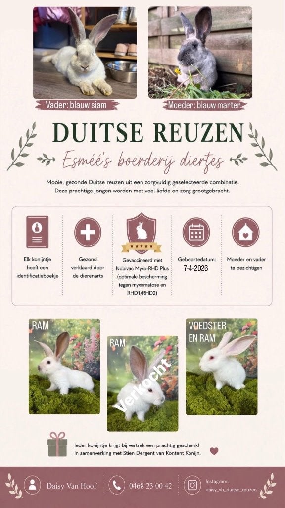 Raszuivere duitse reuzen met ID boekje, Mannelijk, Groot, 0 tot 2 jaar