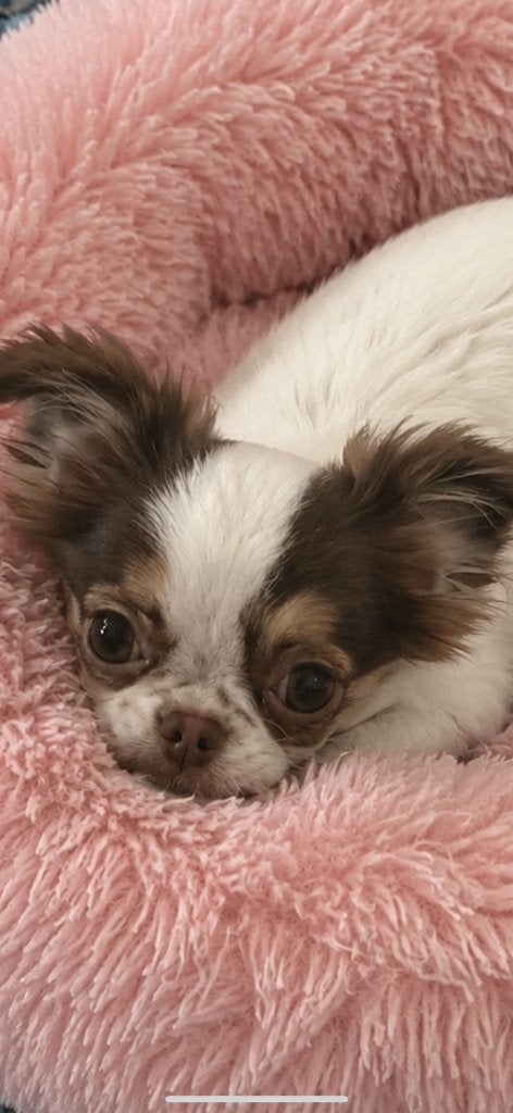 Chihuahua pupje, België, Particulier, 8 tot 15 weken, Teef
