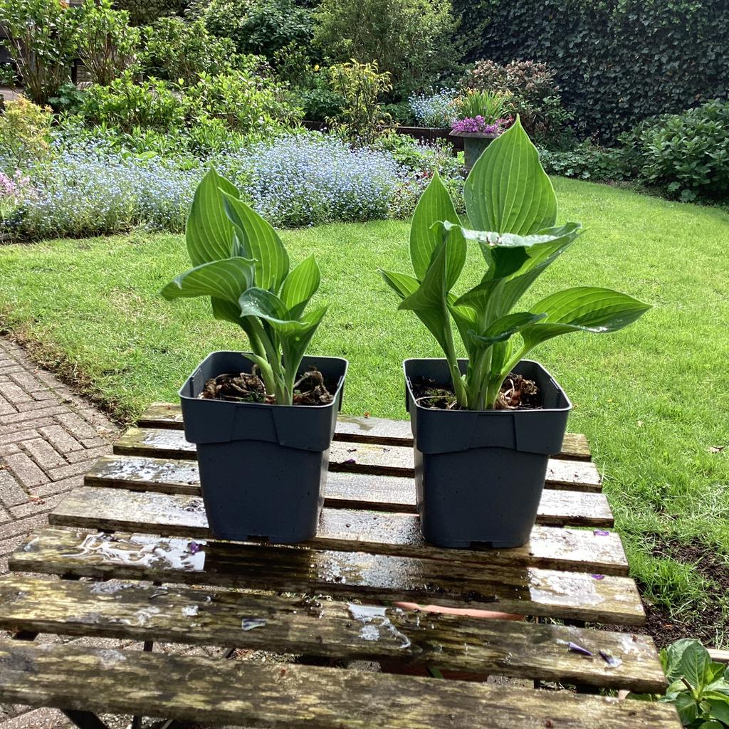 Diverse vaste planten te koop, Overige soorten, Vaste plant, Ophalen of Verzenden, Halfschaduw