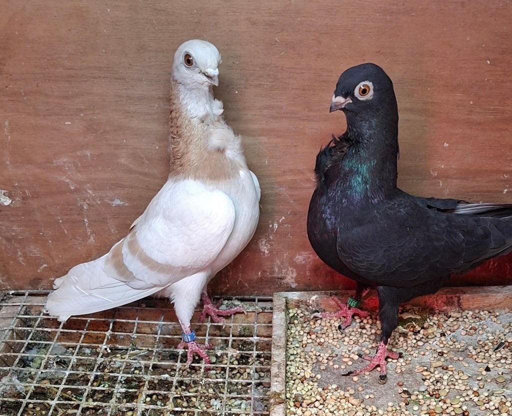 Lokduifjes.type figurita, Dieren en Toebehoren, Meerdere dieren, Overige soorten