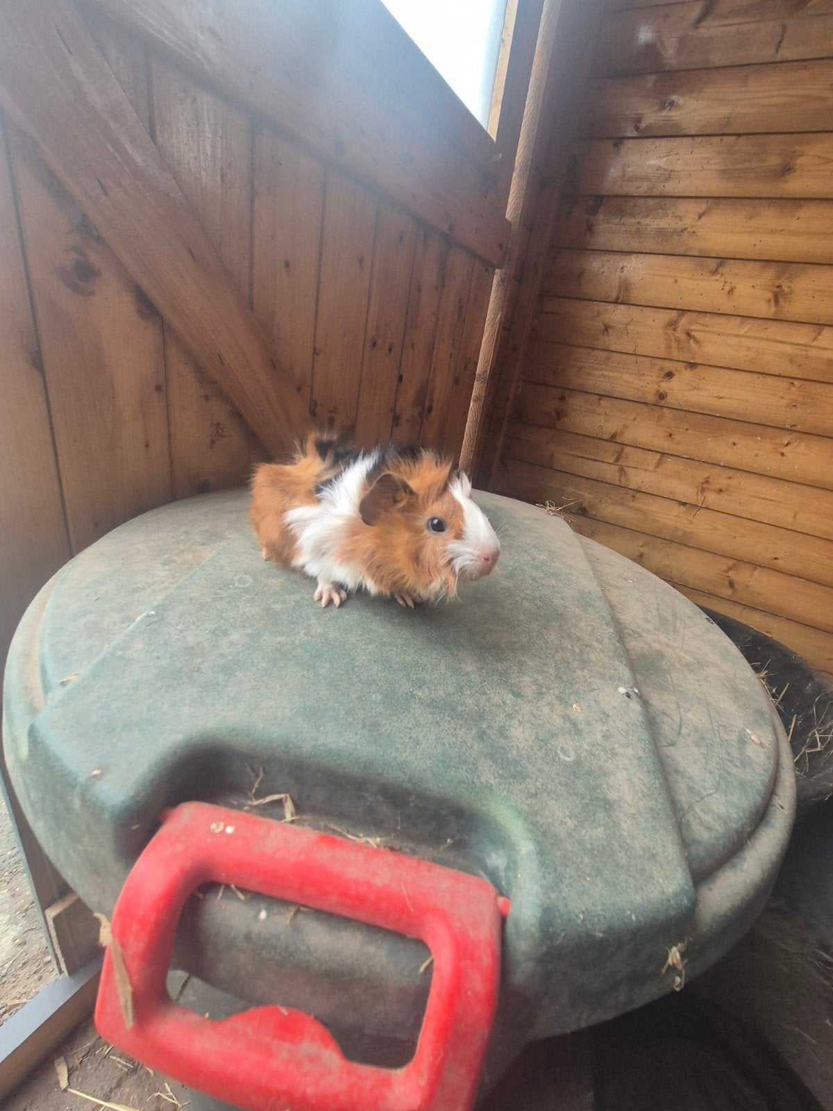 mannetjes cavia, Cavia, Augustus, Mannelijk, Tam