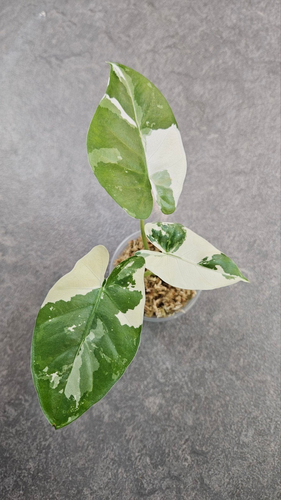 Alocasia Macrorrhiza Albo Variegata, Ophalen of Verzenden, Halfschaduw, Minder dan 100 cm