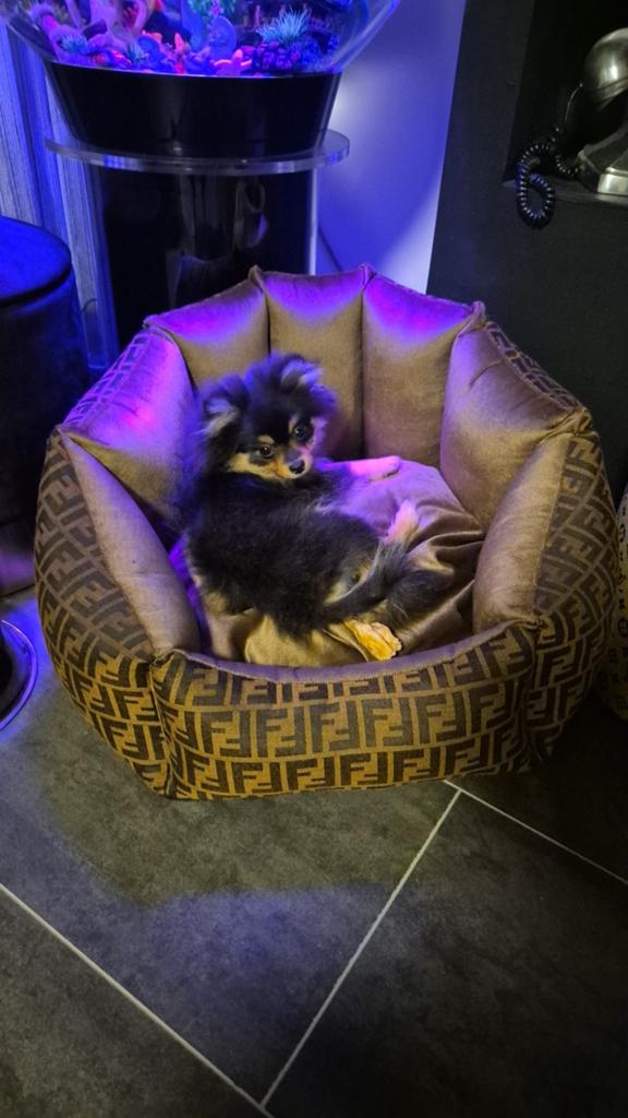 Balou teefje pomeriaan, Dieren en Toebehoren, Particulier, 15 weken tot 1 jaar, Overige rassen, Buitenland