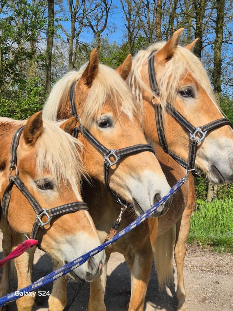 3 Oostenrijkse haflinger ruinen ruim 1m50 / 2 jaar