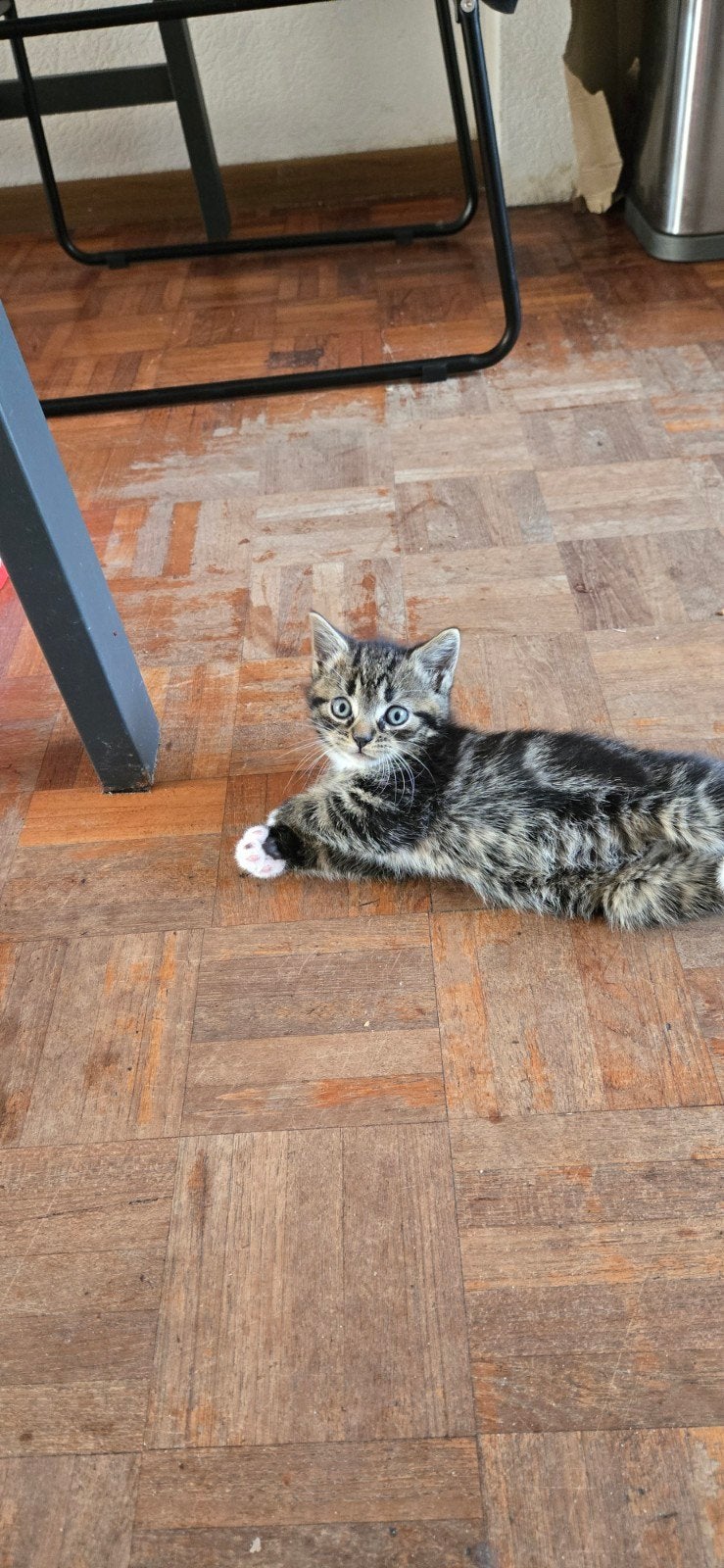 6 weken kittens, Dieren en Toebehoren