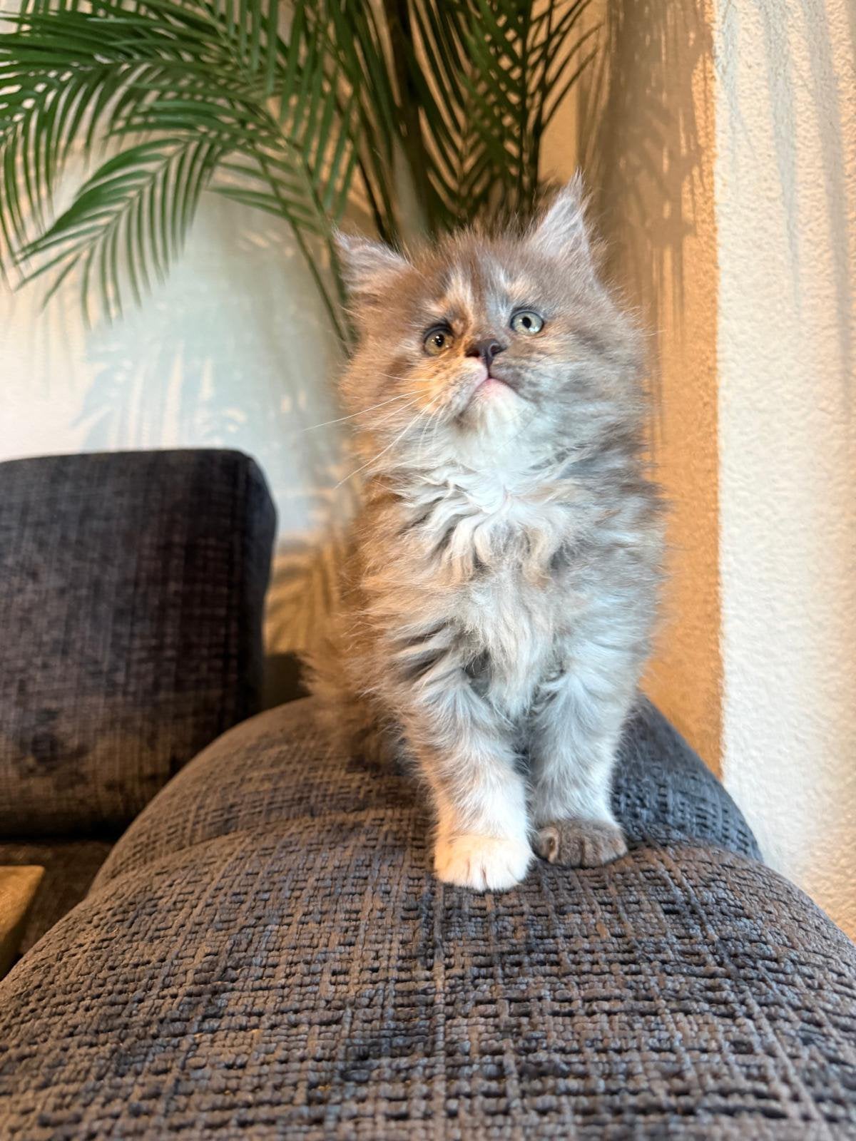 Prachtig Maine Coon kitten! Mainecoon/maincoon poesje!!, Dieren en Toebehoren, Katten en Kittens | Raskatten | Langhaar, Meerdere dieren