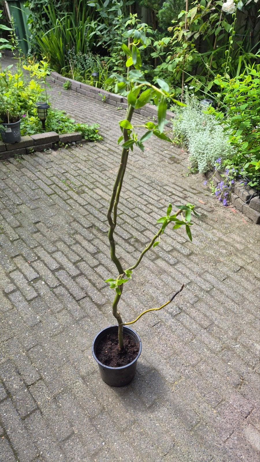Salix, Ophalen, Volle zon, Overige soorten, Minder dan 100 cm