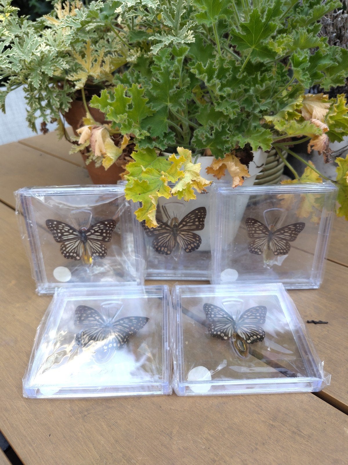 5x Opgezette Vlinder in Plastic Hardcase, Ophalen of Verzenden