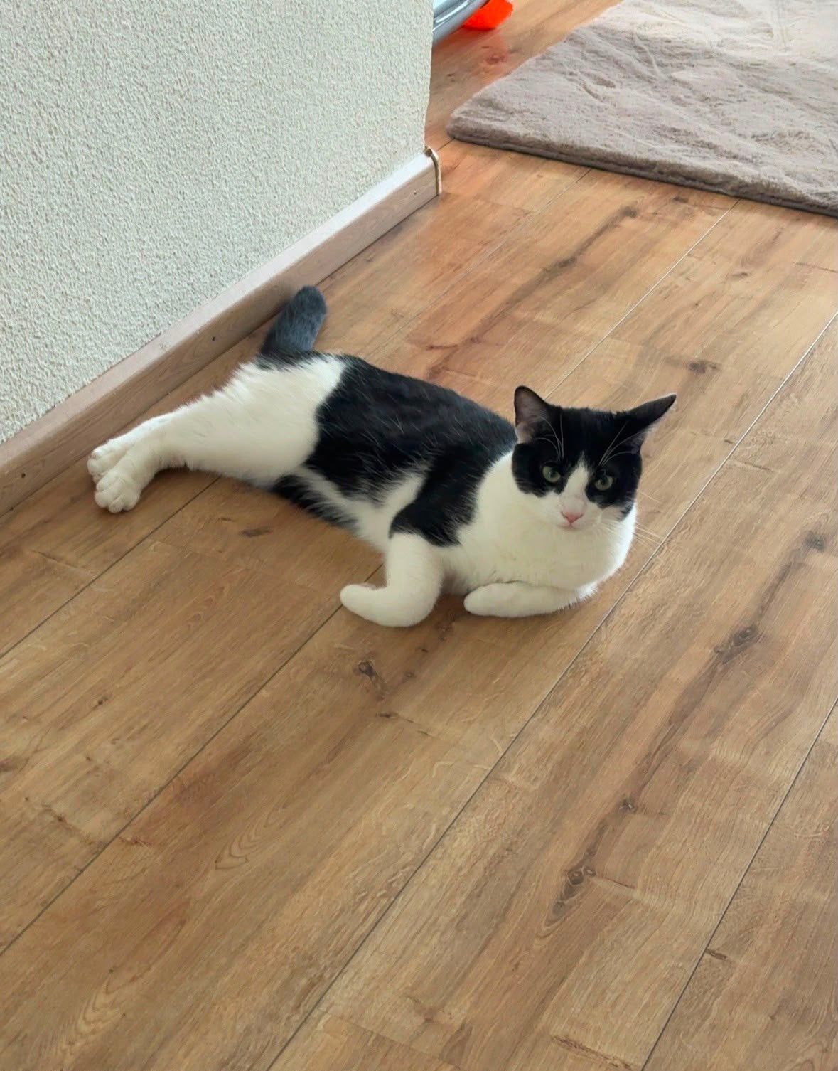 Europees kort haar 10 maanden, Poes