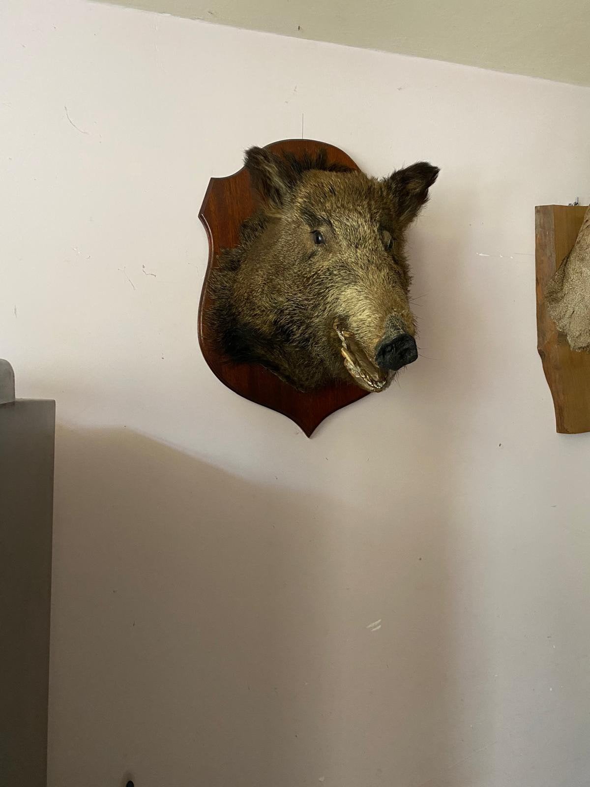 Opgezet zwijnekop, Ophalen, Zo goed als nieuw, Beeldje of Figuurtje