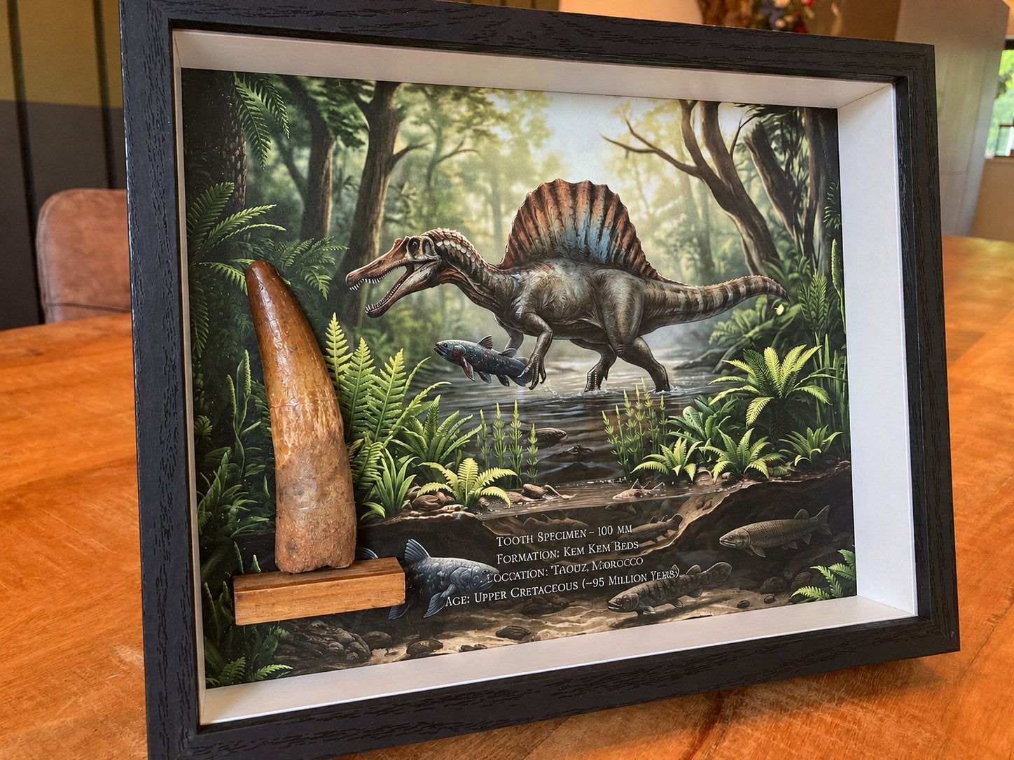 Gigantische museumwaardige Spinosaurus tand - 100 mm, Ophalen of Verzenden, Fossiel