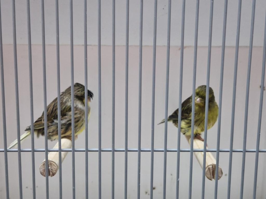 Mooi koppel glosters, Dieren en Toebehoren, Vogels | Kanaries, Meerdere dieren, Postuurkanarie