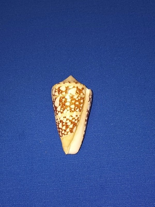 Schelpen, Conus ammiralis, Verzamelen, Ophalen of Verzenden, Schelp(en)
