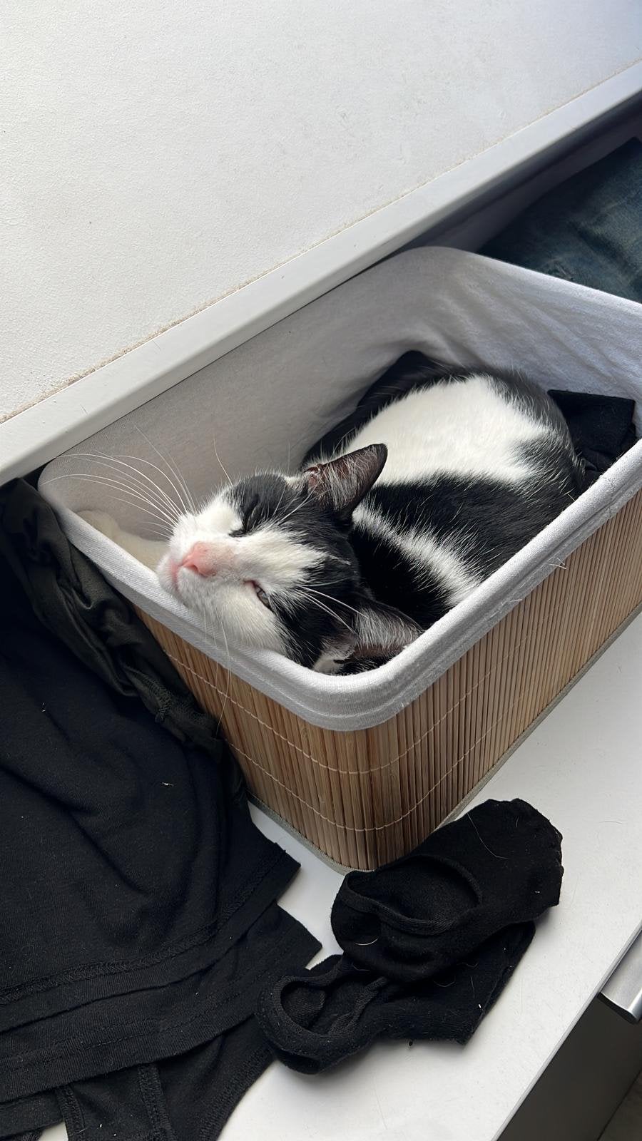 Europese korthaar - 7 jaar - gratis, Kater, Kortharig, 6 jaar of ouder