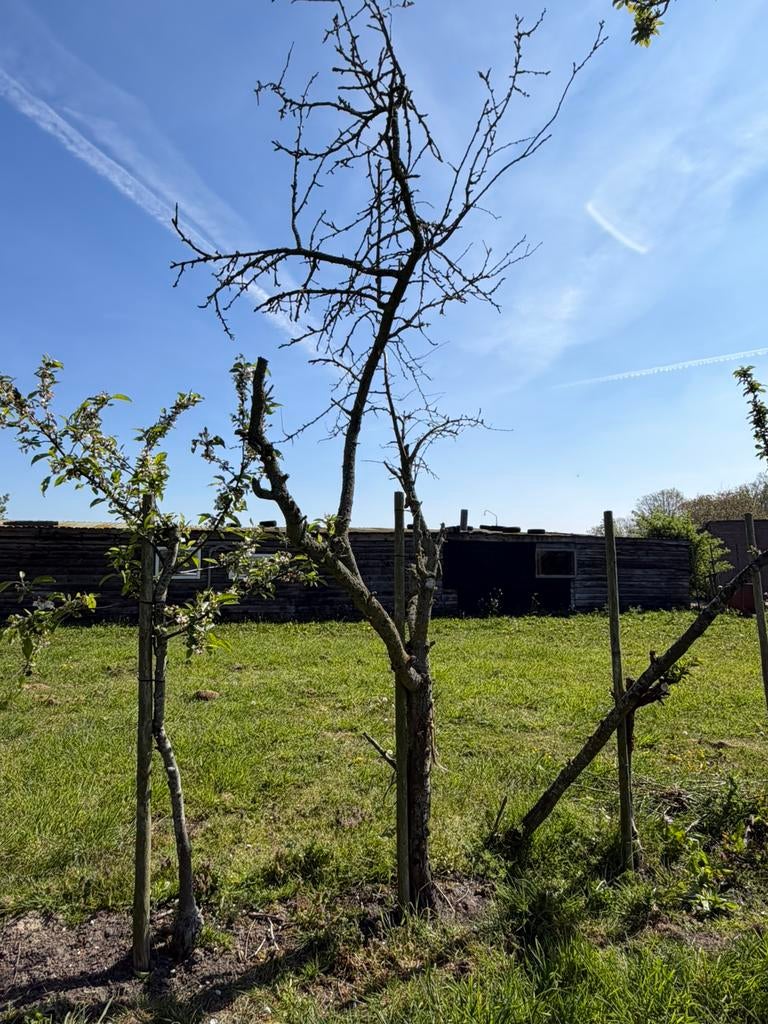 Oude fruitbomen te koop- va €10 ps, Ophalen, 100 tot 250 cm, Perenboom, Lente