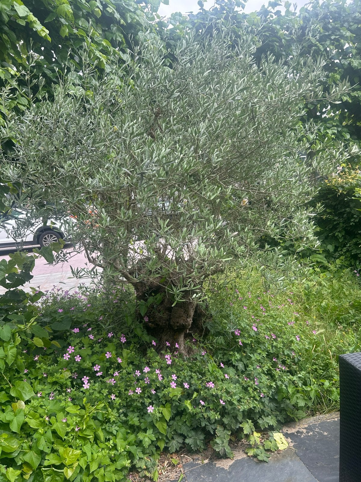 Grote Olijfboom - Zelf uitgraven, Tuin en Terras, Planten | Bomen, Volle zon, Ophalen of Verzenden, Lente, Olijfboom