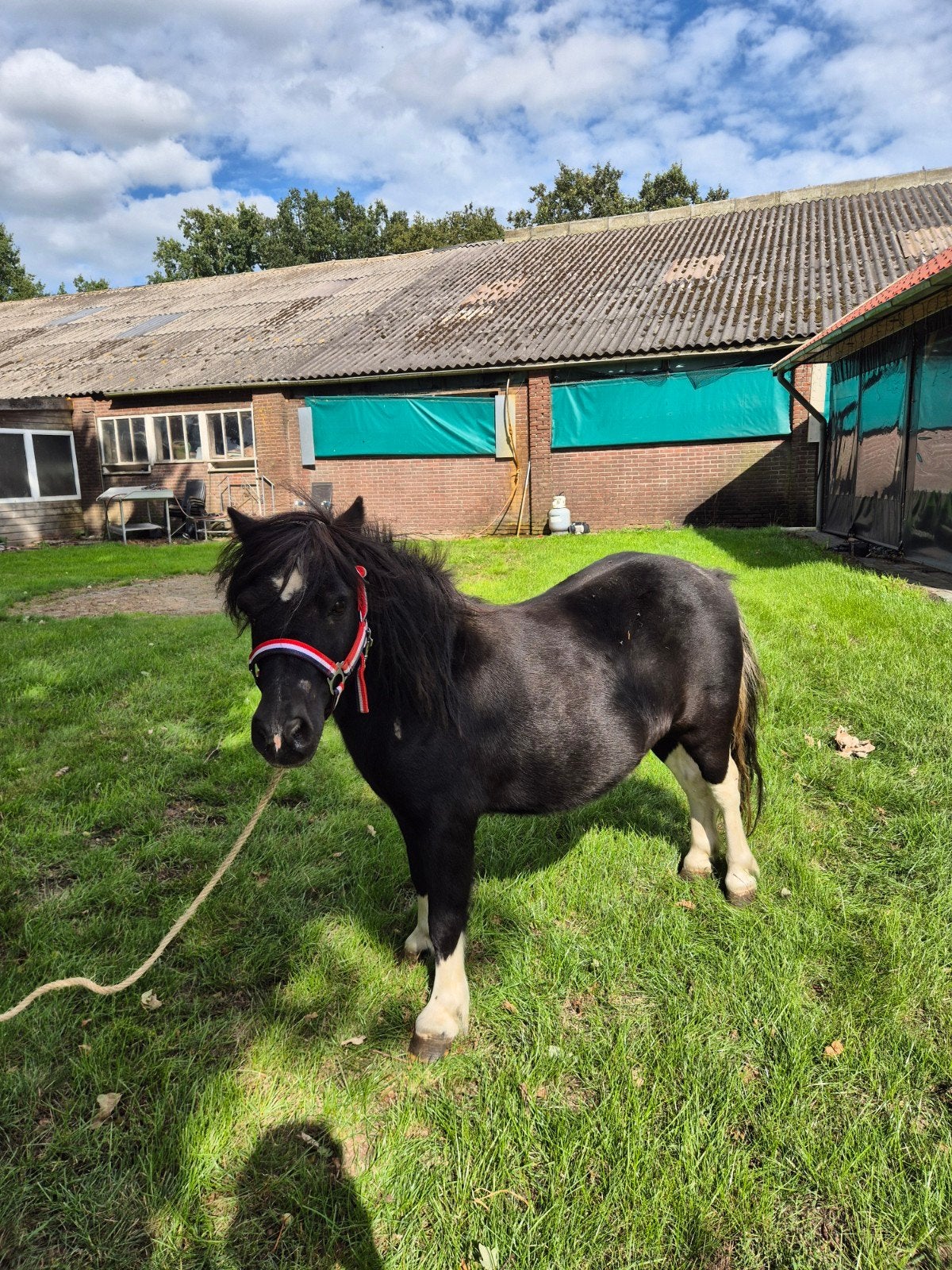 super leuke en lieve kinderpony ruin., Dieren en Toebehoren, Ruin, Niet van toepassing, A pony (tot 1.17m), 7 tot 10 jaar